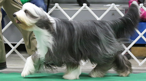 Bearded Collie Displaying Conformation