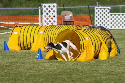 Dog exiting tunnel in agility course