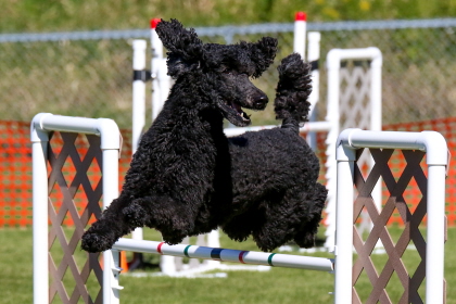 Dog jumping over high bar in agility course