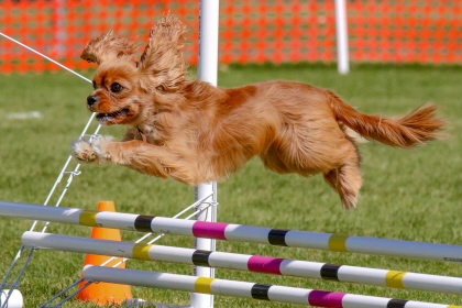 Small Spaniel jumping over three bars in agility course