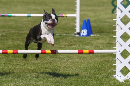 Boston Terrier jumping over bar in agility course
