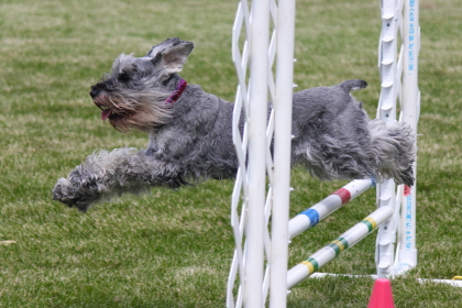 Dog jumping over two bar agility course