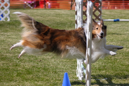 Shetland Sheepdog jumping over bars in agility course