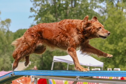 Golden retriever racing over ramp in agility course