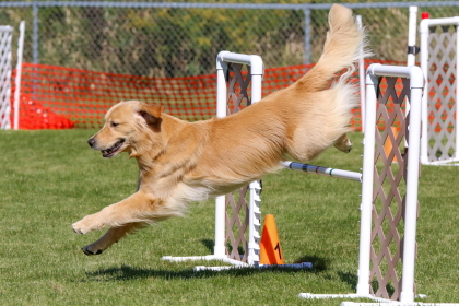 Golden retriever jumping over bar in agility course