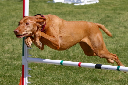 Dog jumping over agility bar course