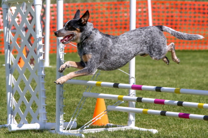 Australian Shepherd jumping over three bar agility course