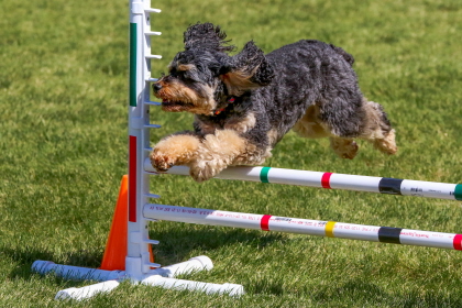 Small dog jumping over two bars in agility course