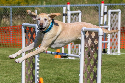 Dog jumping over high bar in agility course