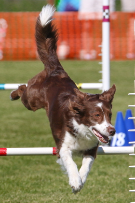 Dog jumping over bar in agility obstacle course