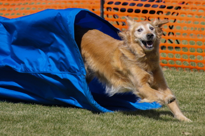 Dog running out of tunnel in agility course