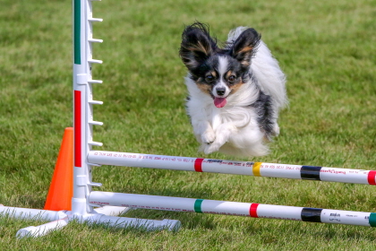 Papillon jumps over two bars in agility course