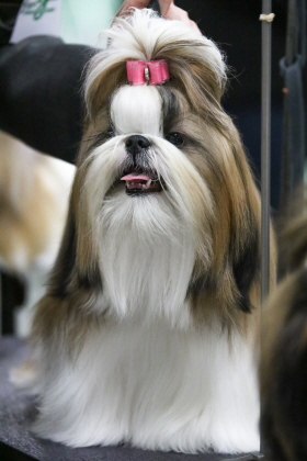 Shih-Tzu at conformation dog show