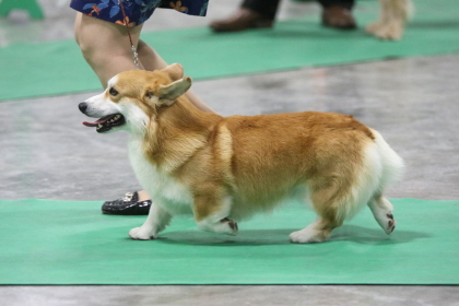 Corgi running beside handler at conformation