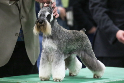 Miniature Schnauzer holding poise at conformation