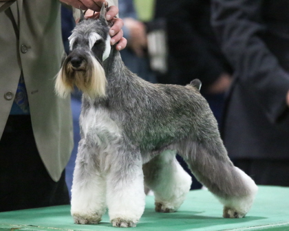 Miniature Schnauzer holding poise at conformation