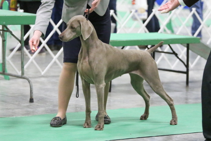 Weimaraner standing at conformation dog show