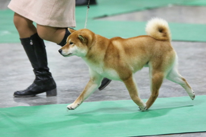 Shiba Inu running beside handler at conformation