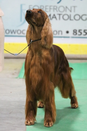 Irish Setter watching handler at conformation