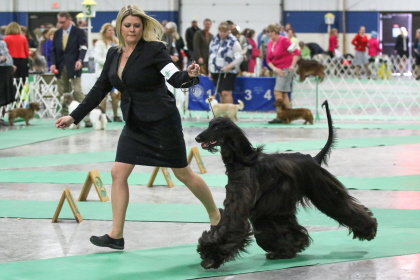 Afghan Hound running with handler at conformation