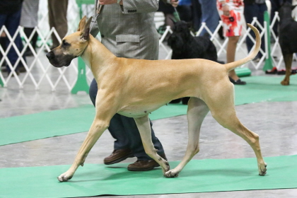 Great Dane following beside handler at conformation dog show