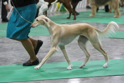Conformation dog show performing dog