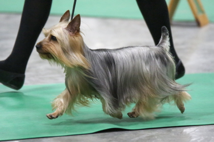 Yorkshire Terrier practicing conformation run