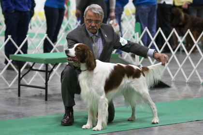 Spaniel holding poise with handler at conformation dog show