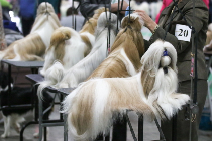 Several Shih-Tzus at conformation