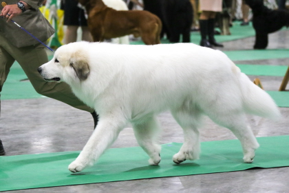 Great Pyrenees walking beside handler at conformation