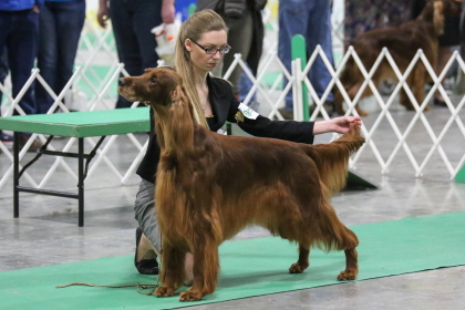 Irish Setter holding stature at conformation
