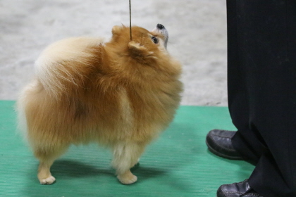 Pomeranian standing patiently at conformation