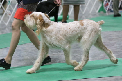 Dog walking beside handler at conformation