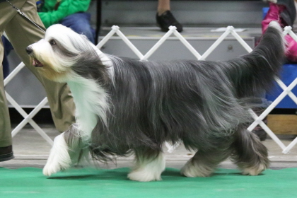 Breaded Collie walking beside handler at conformation