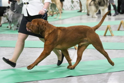 French Mastiff following beside handler at conformation dog show