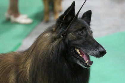 Dog patiently waiting at conformation