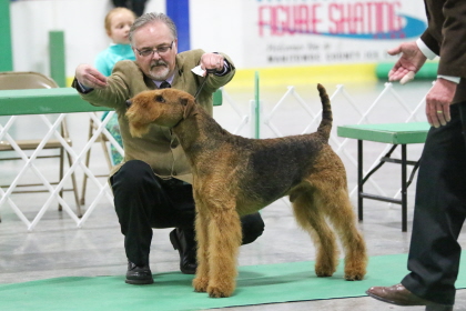 Airedale Terrier in conformation class working on maintaining poise