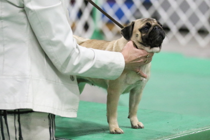 Pug standing at conformation dog show