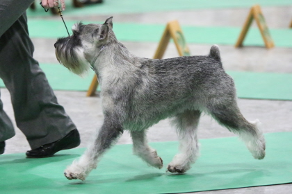 Miniature Schnauzer following beside handler at conformation