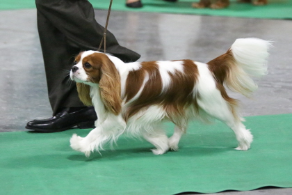 Cavalier King Charles Spaniel walking with handler at conformation