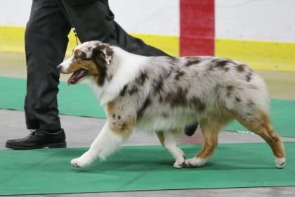 Australian Shepherd walking with handler at conformation