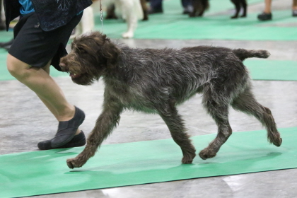 Wirehaired Pointing Griffon walking at conformation