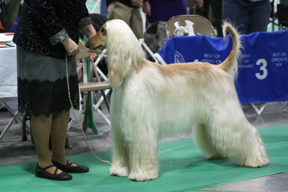 Afghan Hound standing with handler at conformation