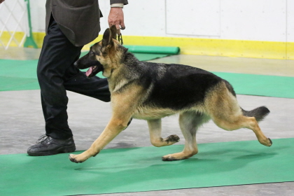 German Shepherd with handler at conformation