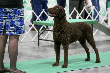 Curly-coated Retriever standing at conformation