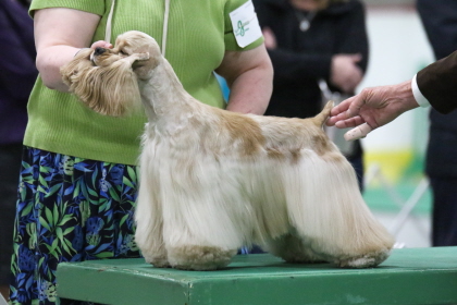 Cocker Spaniel at judging table of conformation dog show