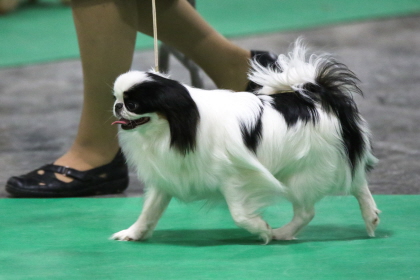Japanese Chin walking at conformation dog show