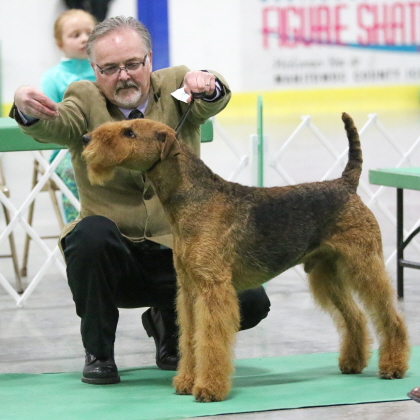 Airedale Terrier in conformation class working on maintaining poise