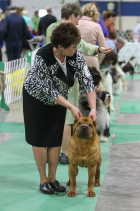 Sharpei at conformation dog show