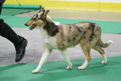 Shetland Sheepdog walking, conformation